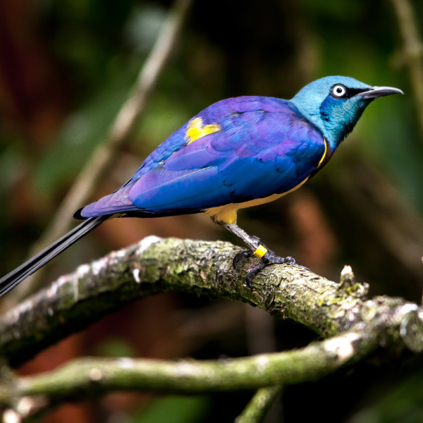 Seguro de responsabilidad civil ambiental