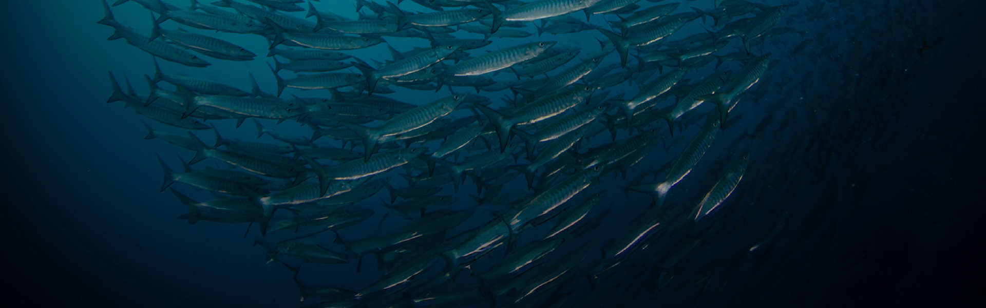 Fondo Acción se une a AXA COLPATRIA, AXA Climate y WTW para lanzar un innovador programa de seguro paramétrico para proteger el segundo arrecife de coral más grande del Caribe