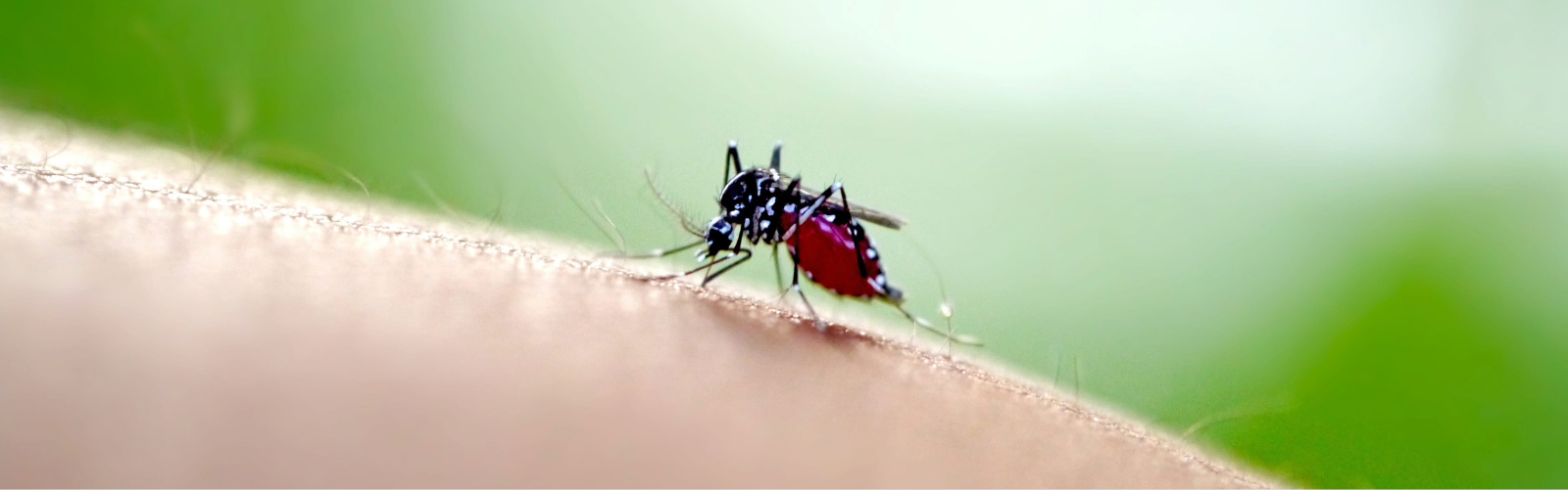 mosquito picando la piel humana y succionando sangre