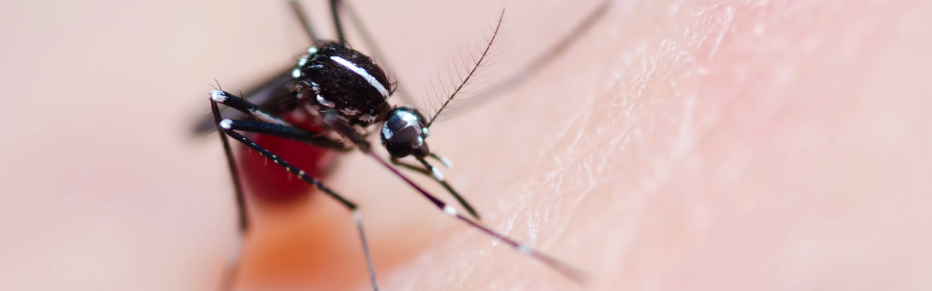 Actuemos contra el dengue