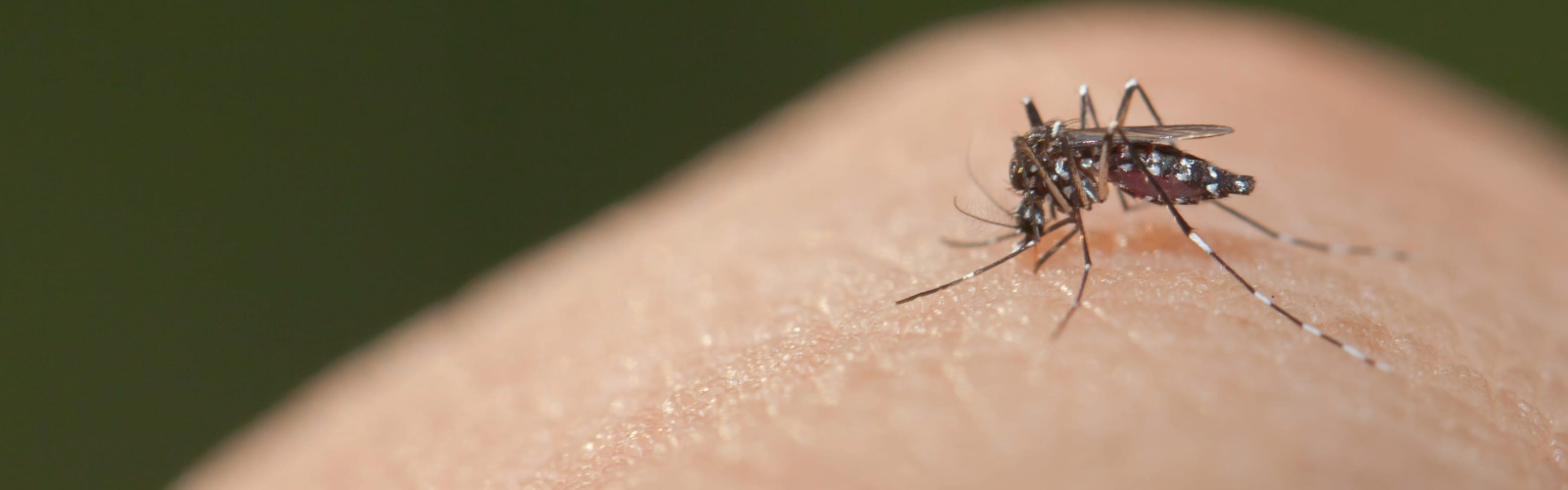 insecto sobre la piel de una persona