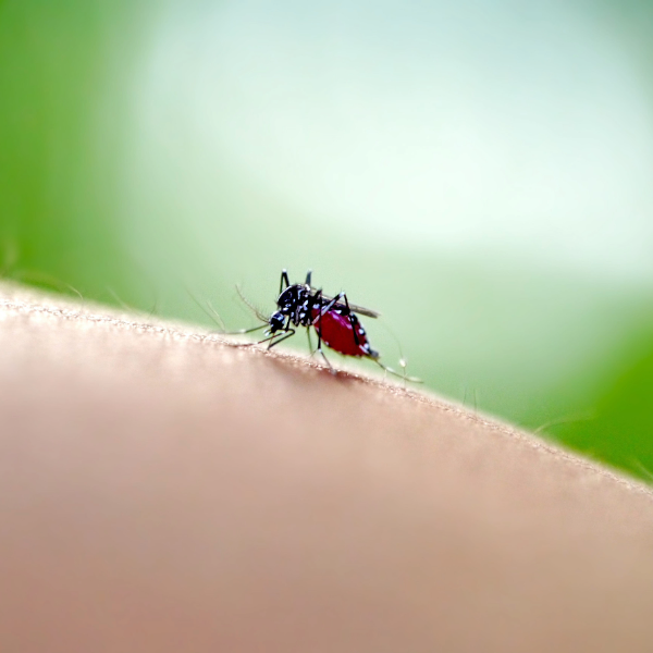 mosquito picando la piel humana y succionando sangre