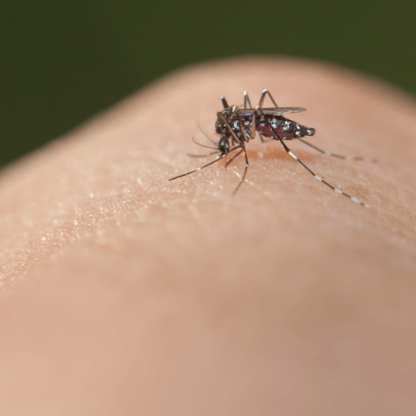 insecto sobre la piel de una persona